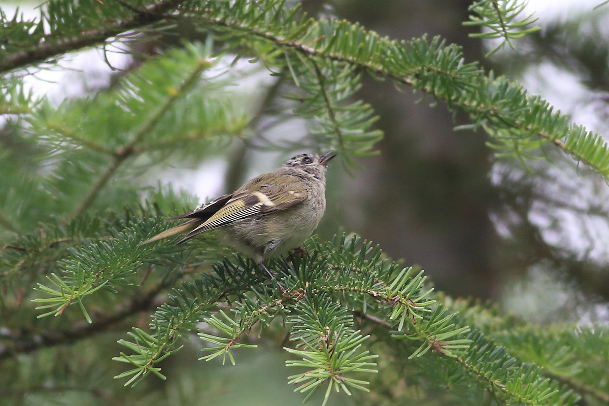 Golden-crowned Kinglet - John Mercer