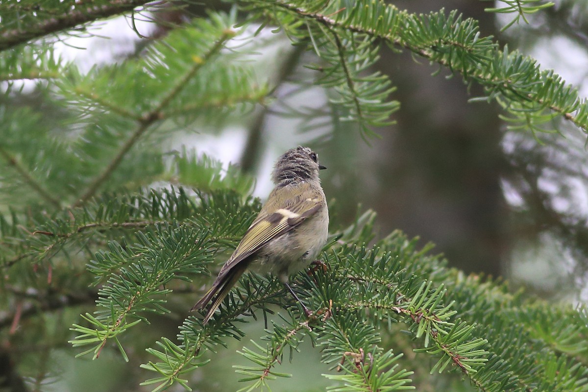 Golden-crowned Kinglet - John Mercer