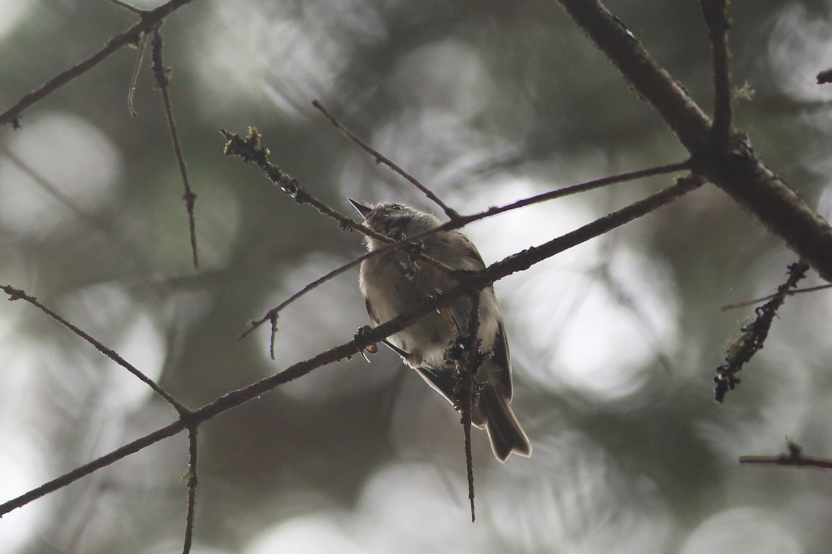 Golden-crowned Kinglet - John Mercer