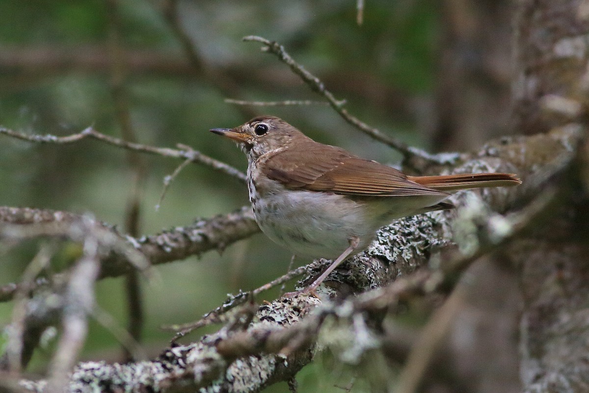 Hermit Thrush - John Mercer