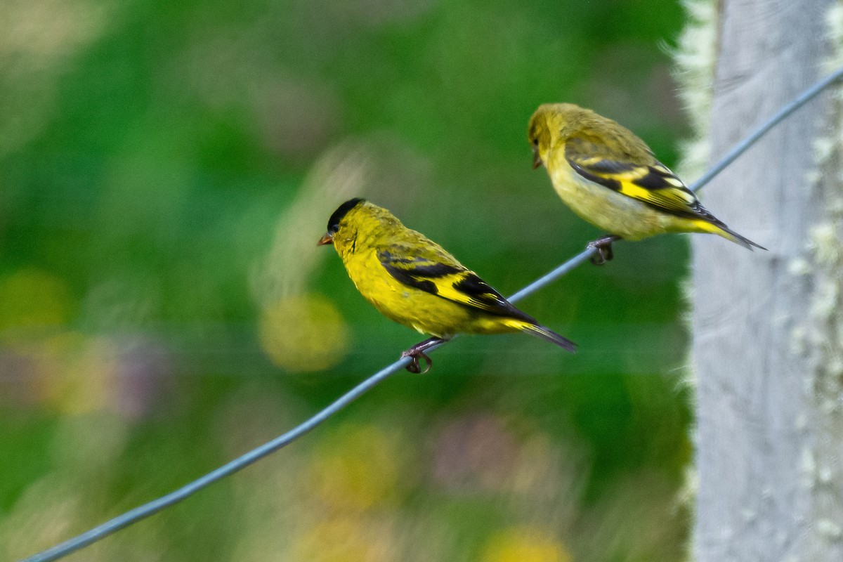 Andean Siskin - ML474659801