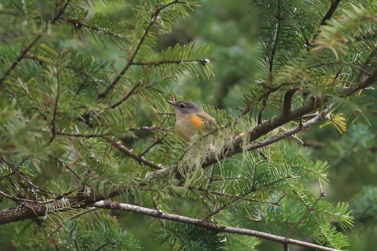 American Redstart - John Mercer