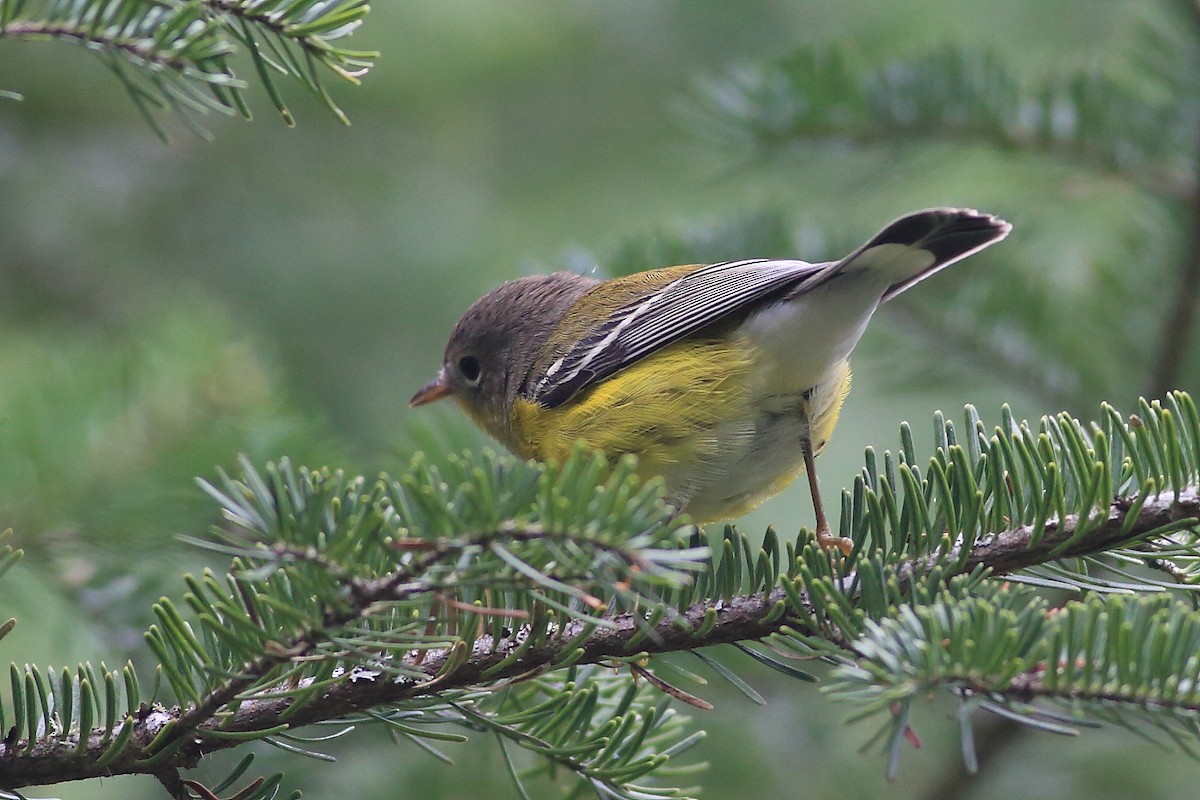 Magnolia Warbler - John Mercer