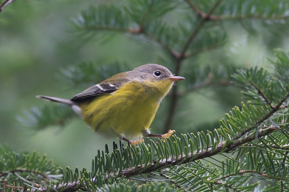 Magnolia Warbler - John Mercer