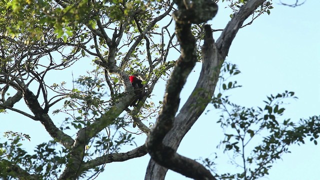 Helmeted Woodpecker - ML474660