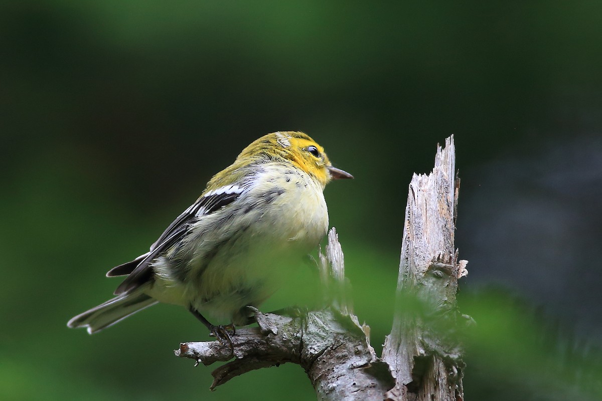 Black-throated Green Warbler - John Mercer