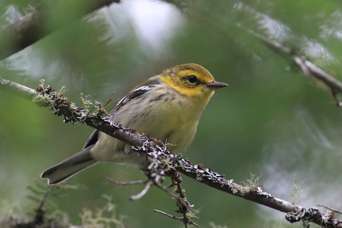 Black-throated Green Warbler - ML474660051