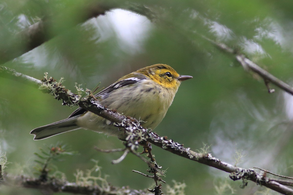 Grünmantel-Waldsänger - ML474660071