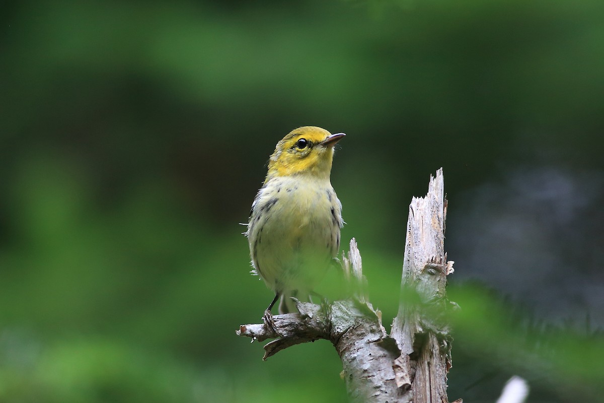 Black-throated Green Warbler - John Mercer