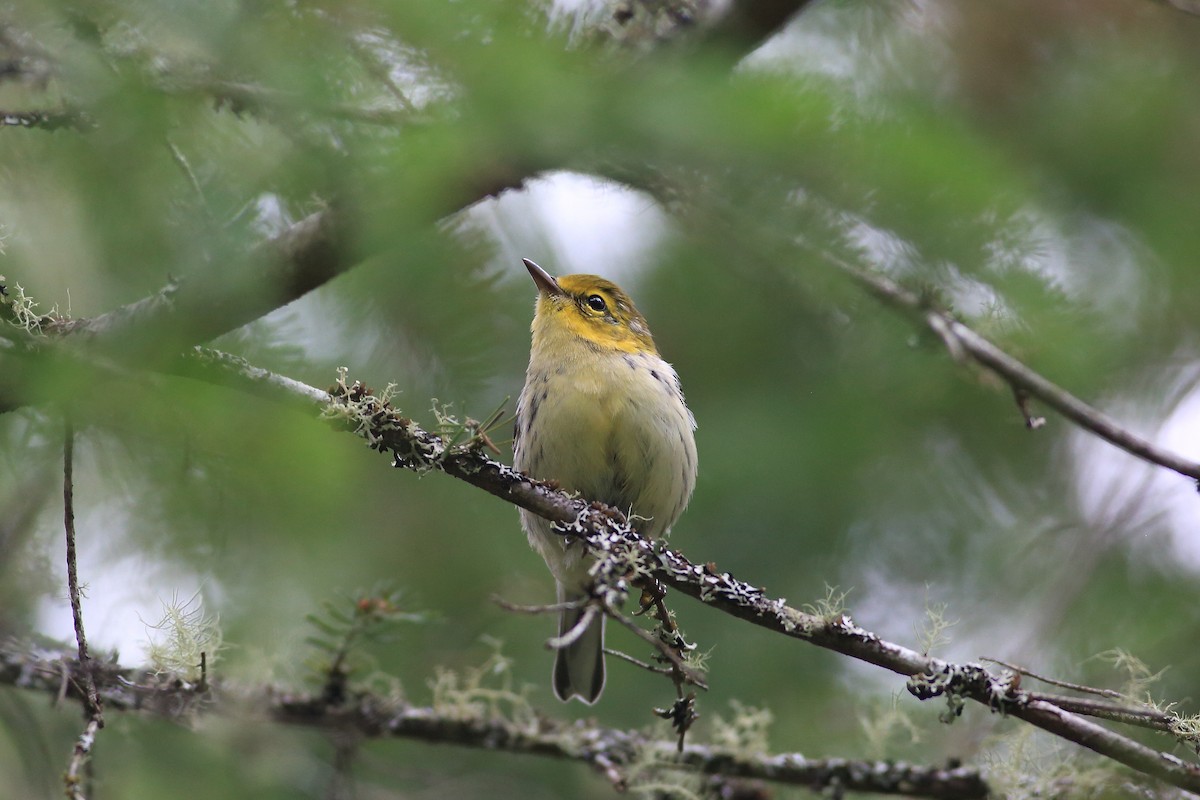 Black-throated Green Warbler - John Mercer