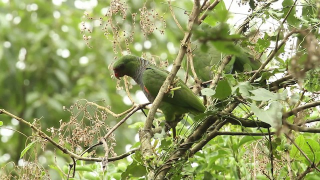 Vinaceous-breasted Parrot - ML474661