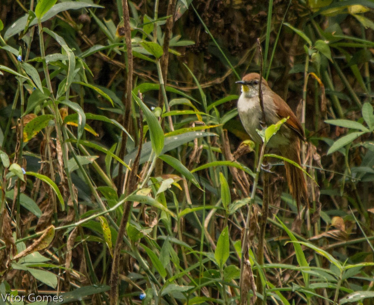 Yellow-chinned Spinetail - ML47466171