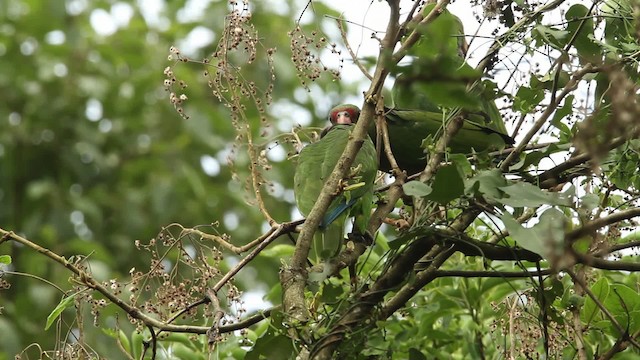 ブドウイロボウシインコ - ML474662