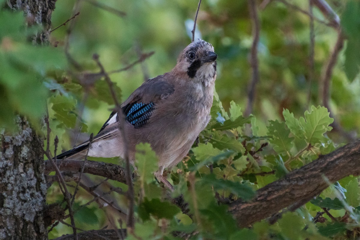 Eurasian Jay - Michal Bagala