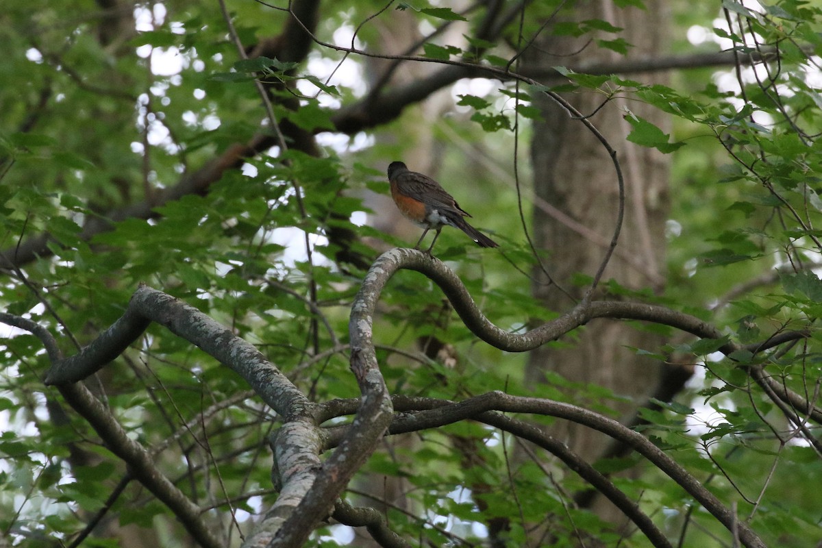 American Robin - ML474664771