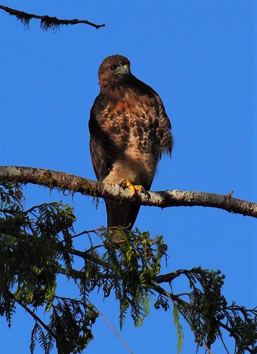Red-tailed Hawk - royann petrell