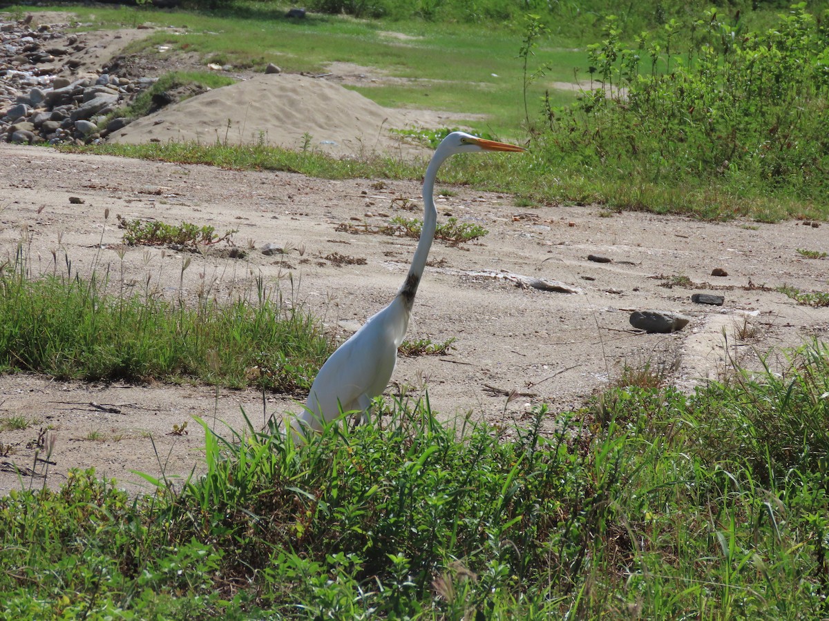 Great Egret - ML474664981