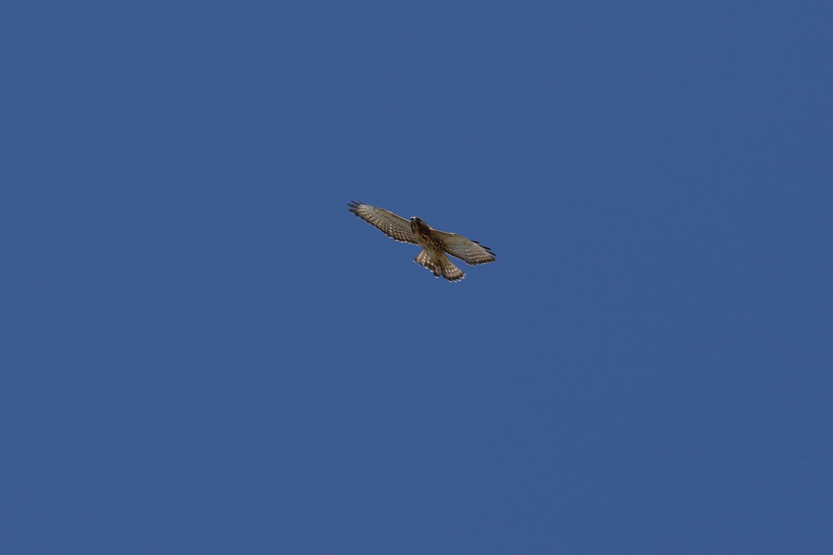 Broad-winged Hawk - ML474665021