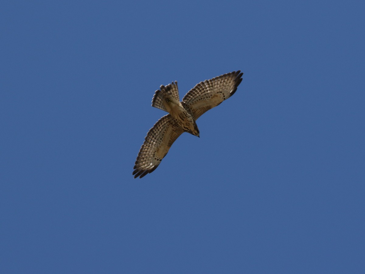 Broad-winged Hawk - ML474665041