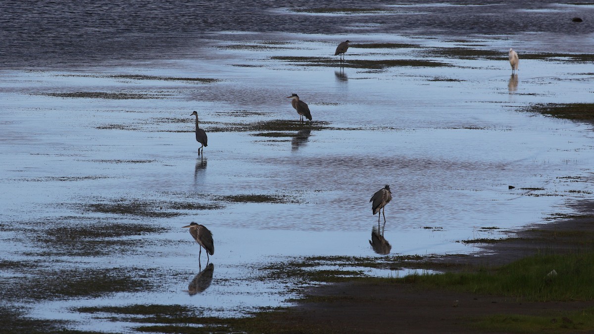 Great Blue Heron - Andy Bridges