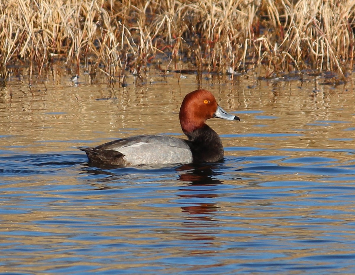 Redhead - ML47466531