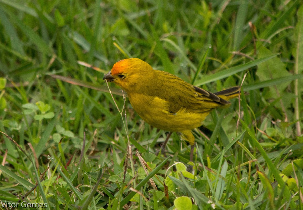 Saffron Finch - ML47466541