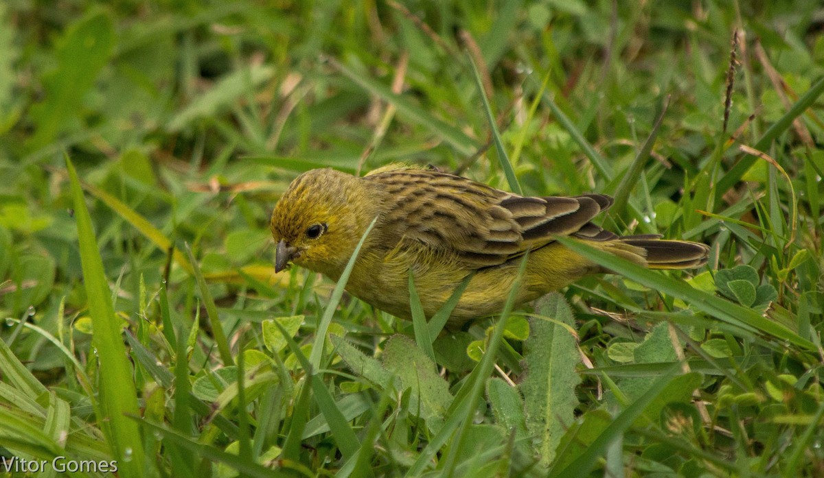 Saffron Finch - ML47466551