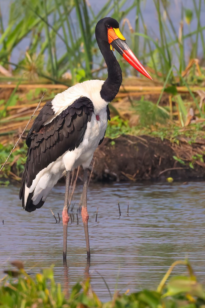 Saddle-billed Stork - ML474665781