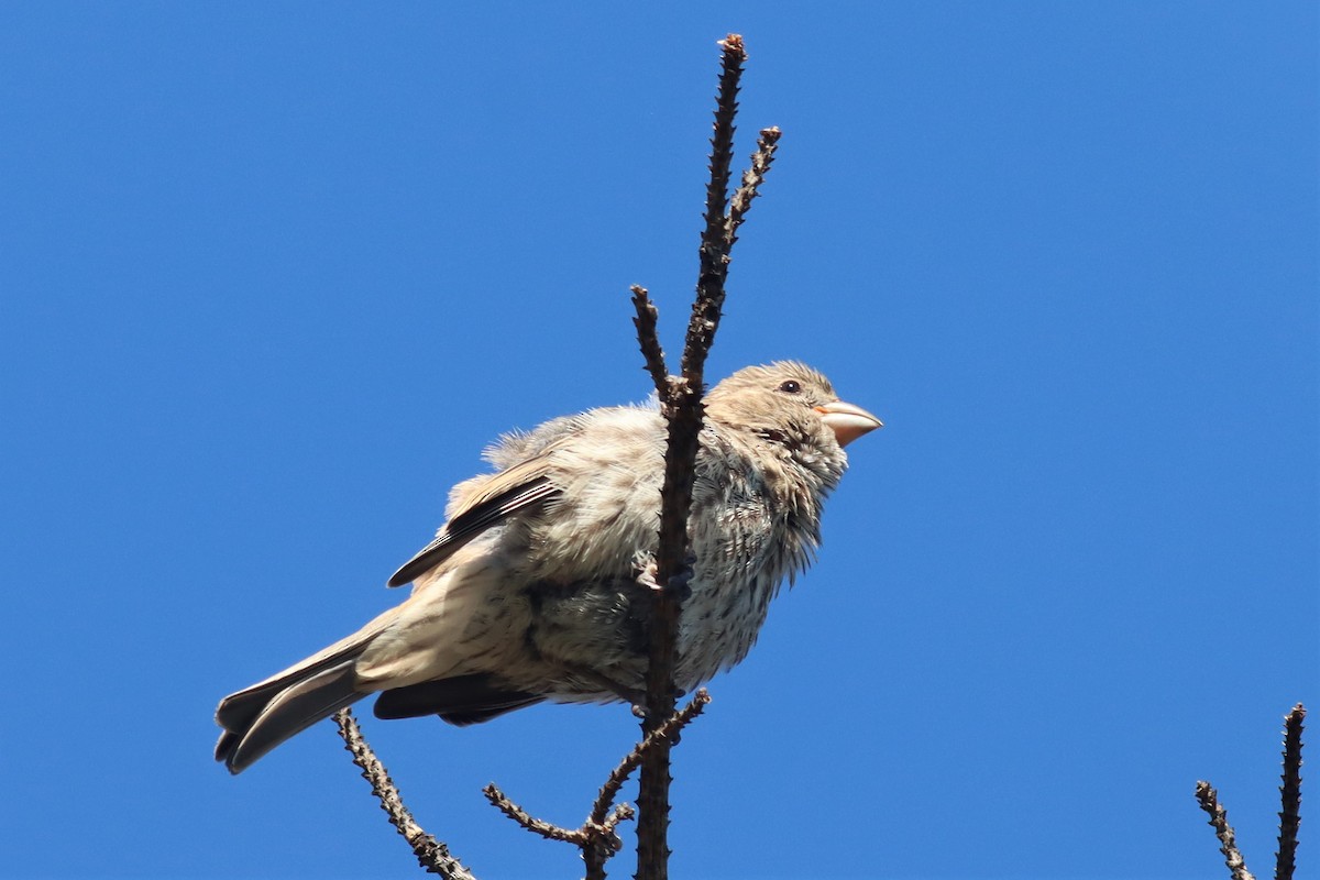 House Finch - ML474666071