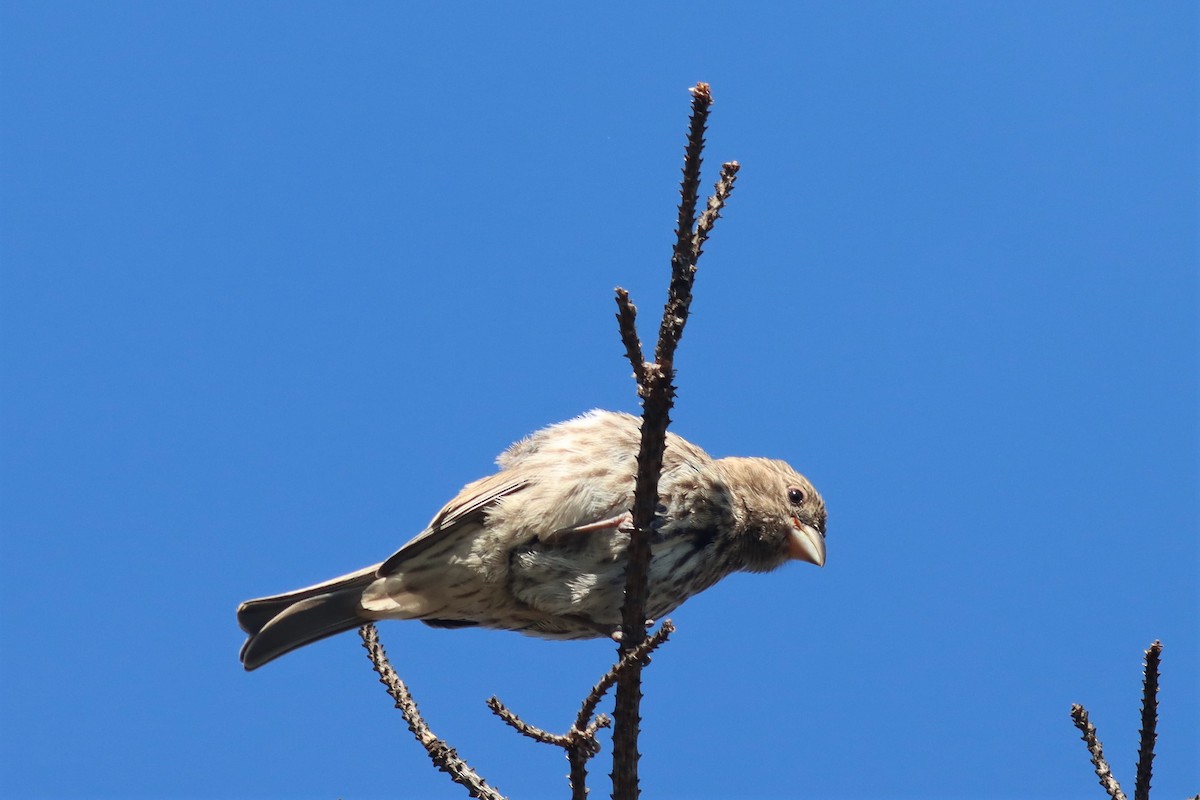 House Finch - ML474666081