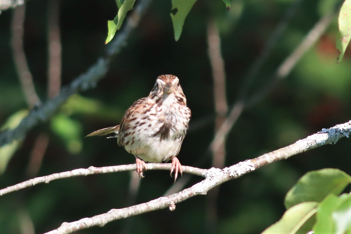 Song Sparrow - ML474666141