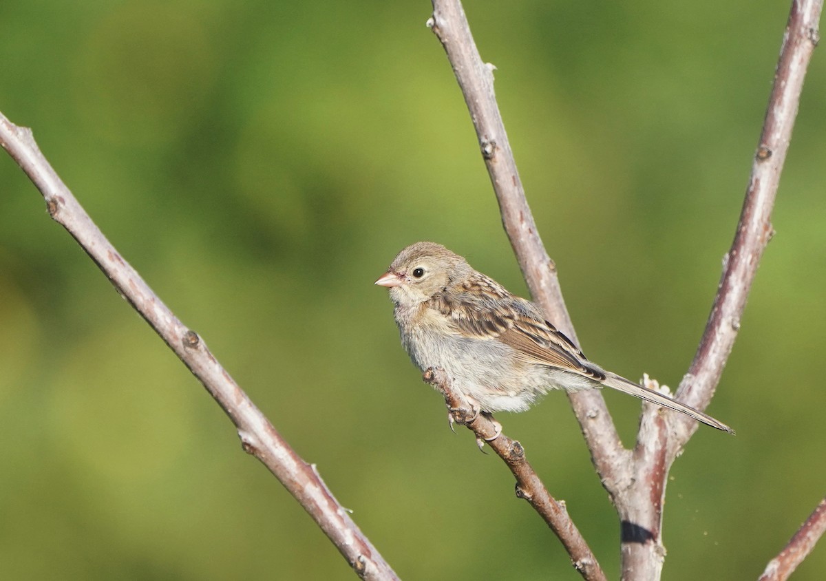 Field Sparrow - ML474666191