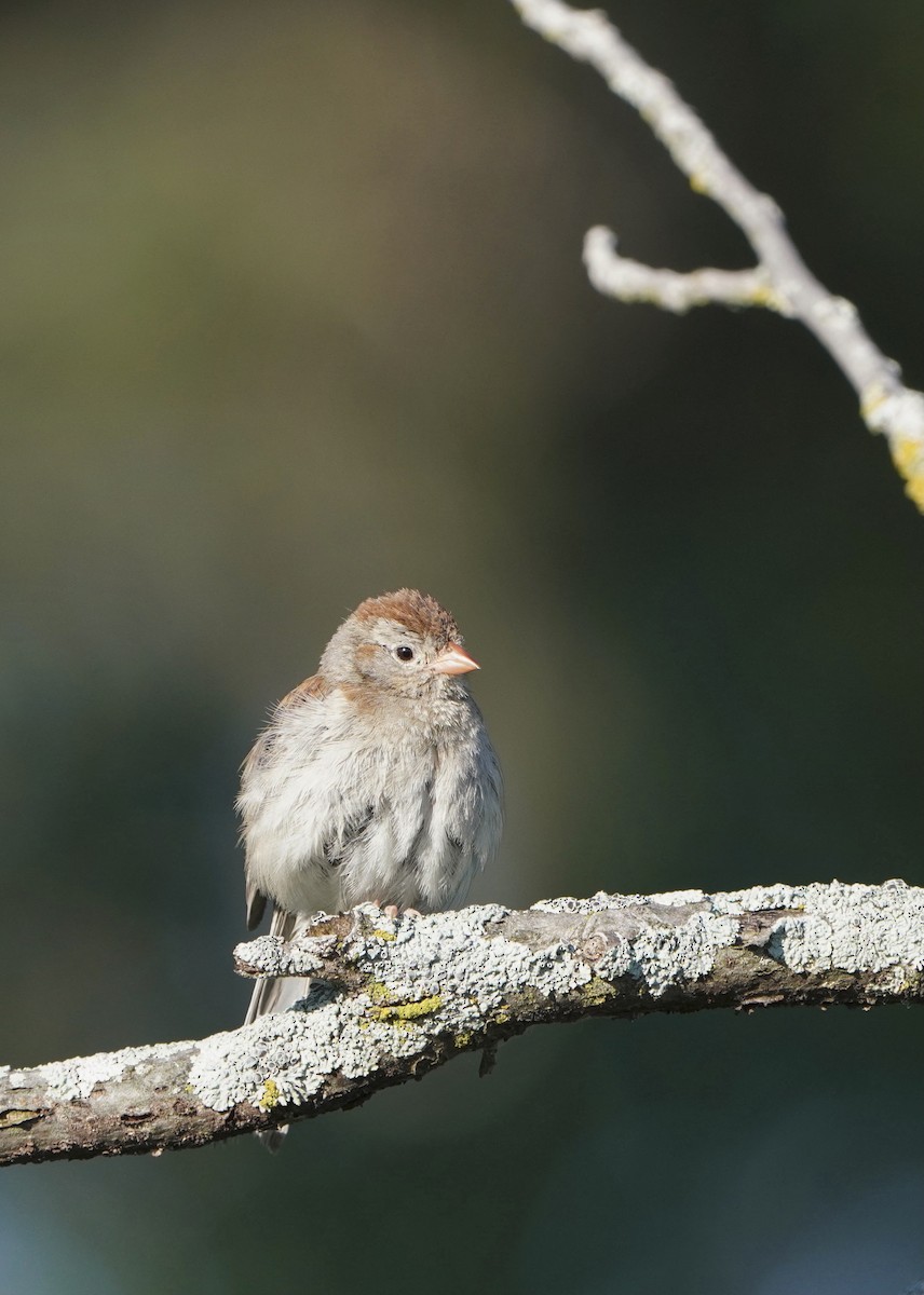 Field Sparrow - ML474666211