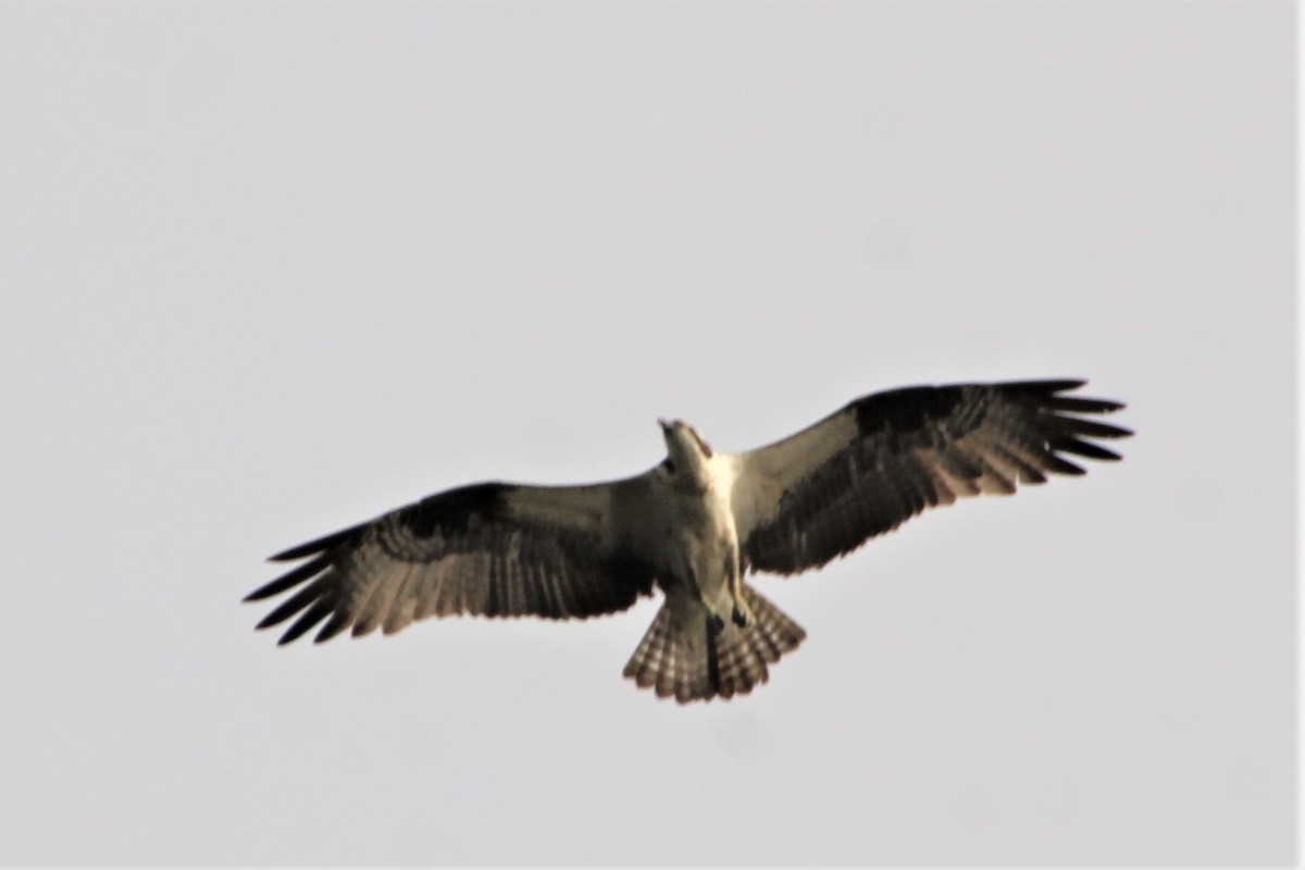 Osprey - ML474666421