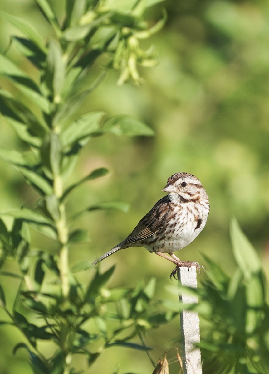 Song Sparrow - ML474666531