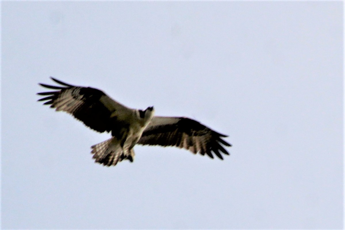 Osprey - ML474667161