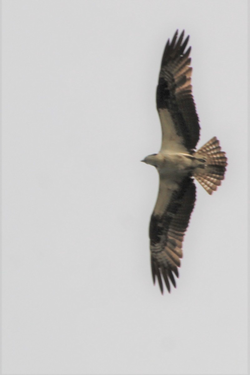 Osprey - ML474667811