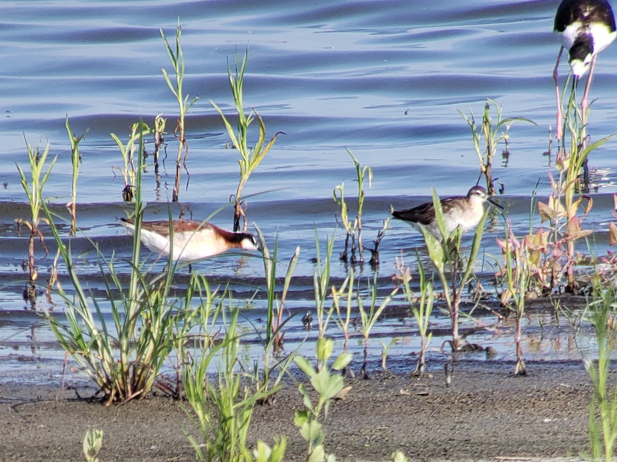 Phalarope de Wilson - ML474668481