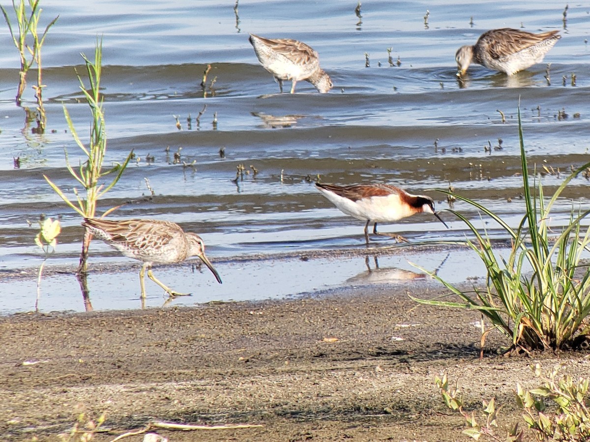 Phalarope de Wilson - ML474668581