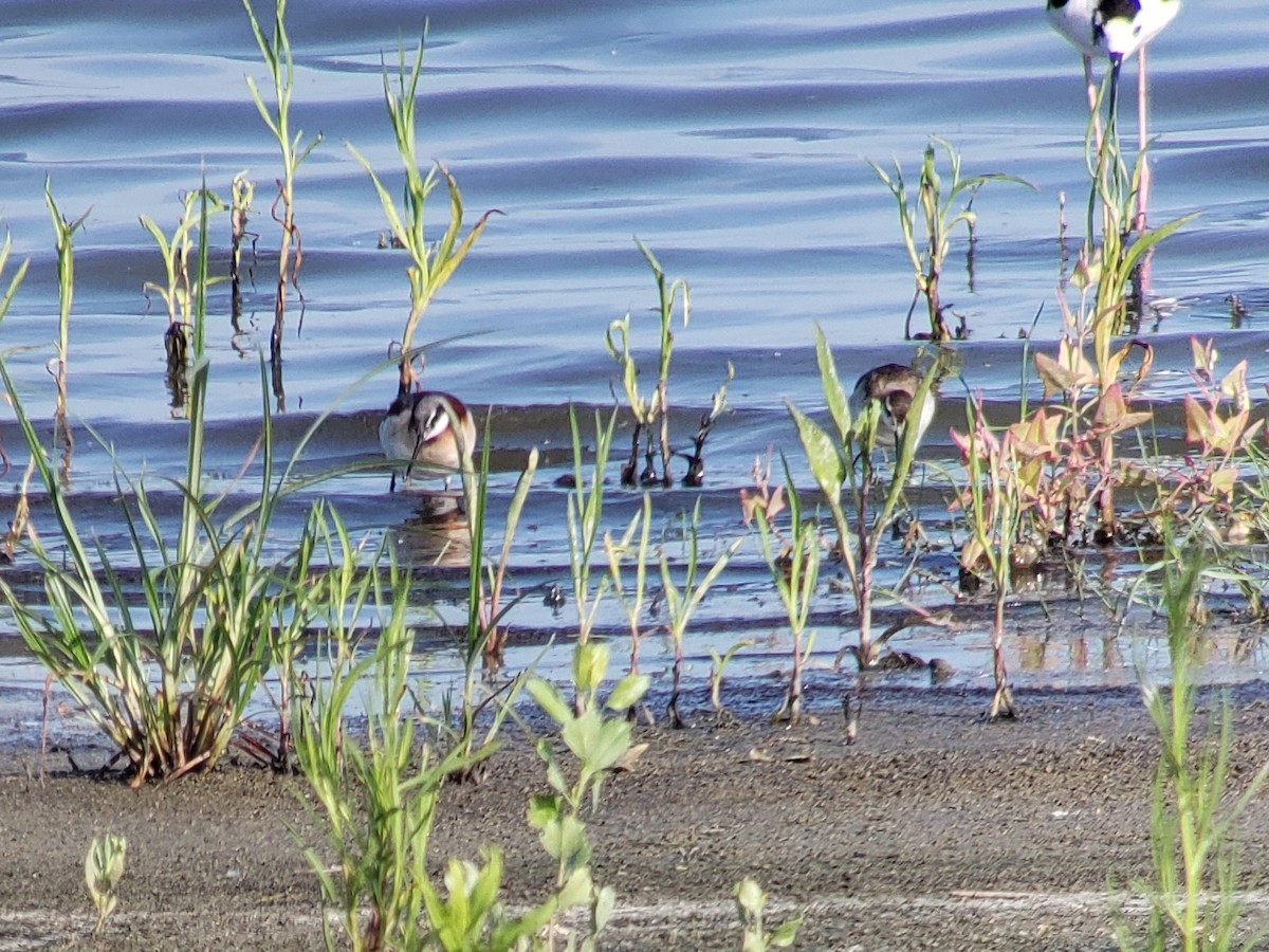 Phalarope de Wilson - ML474668611