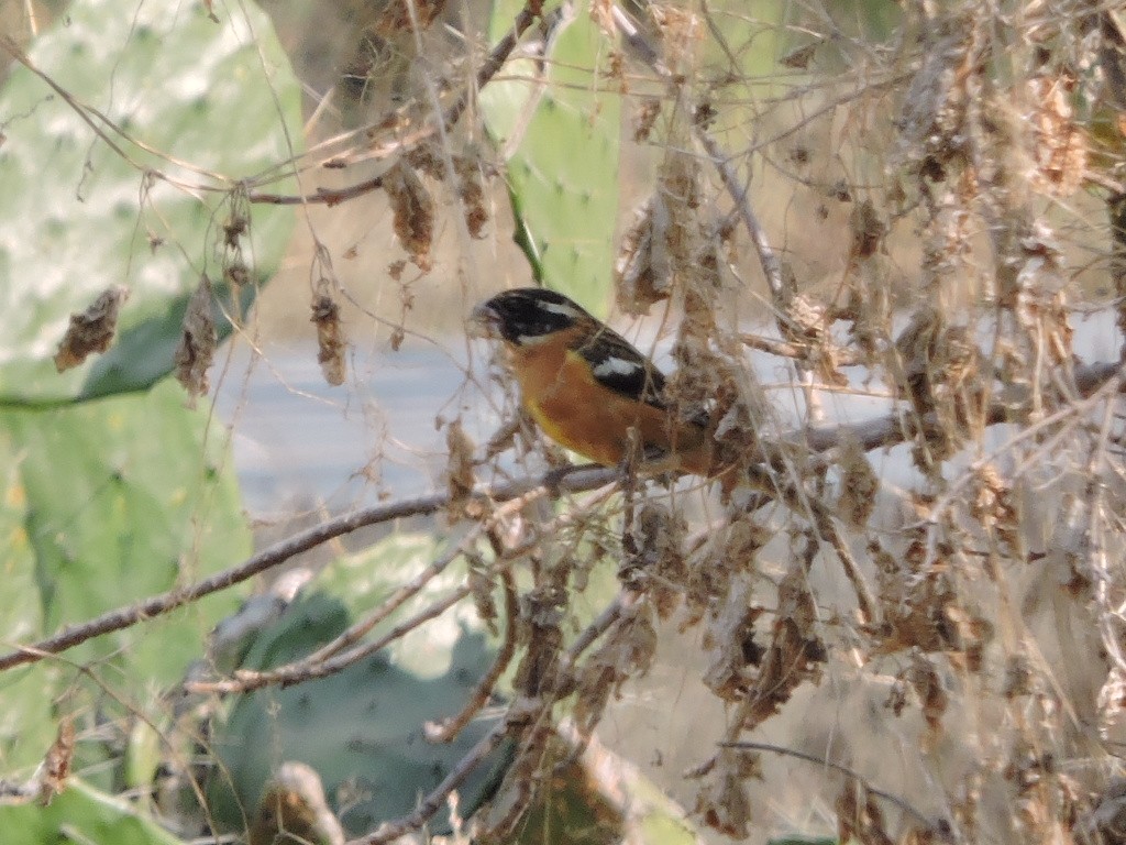 Black-headed Grosbeak - Manuel Becerril González