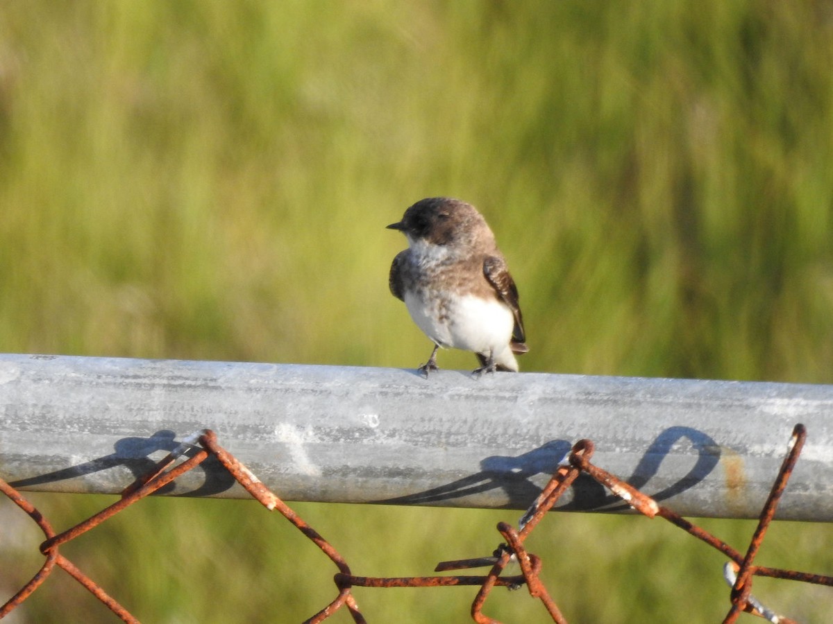 Bank Swallow - ML474669461