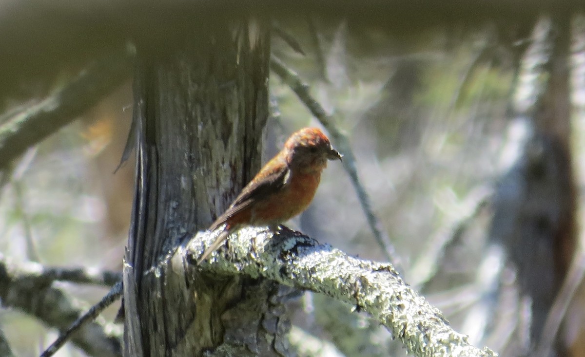 Red Crossbill (Northeastern or type 12) - Jack Yanko