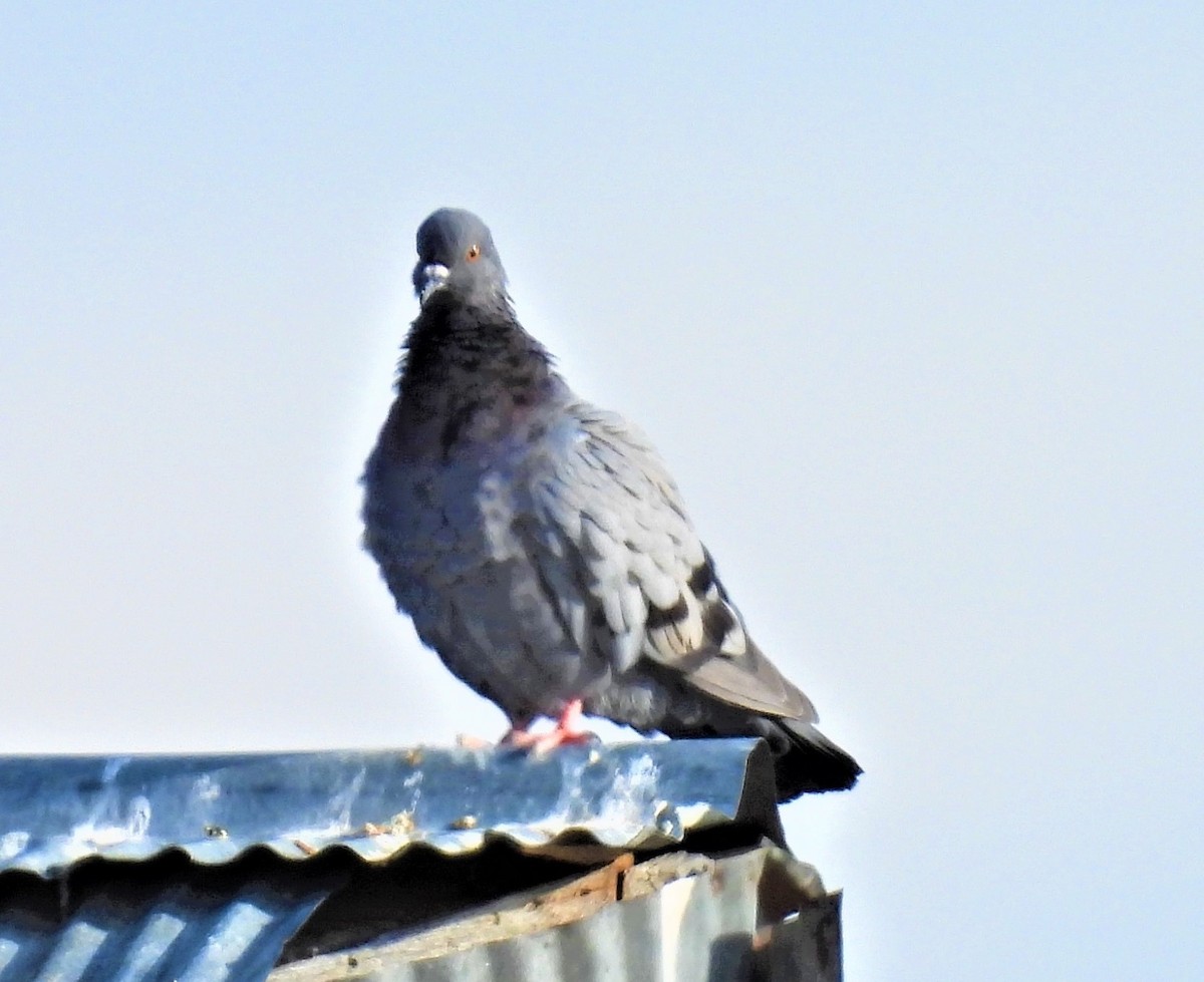 Rock Pigeon (Feral Pigeon) - ML474670721