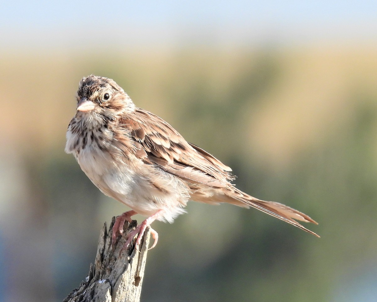 Vesper Sparrow - ML474670761