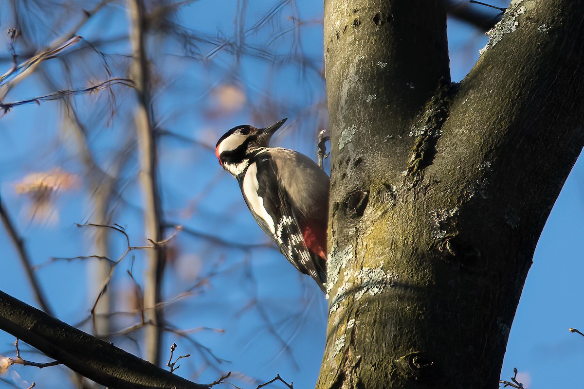 Great Spotted Woodpecker - Steve Kelling