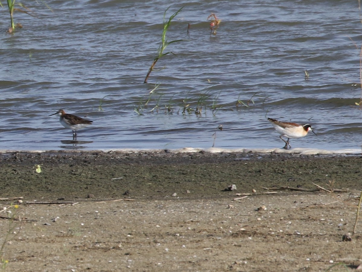 Phalarope de Wilson - ML474671901