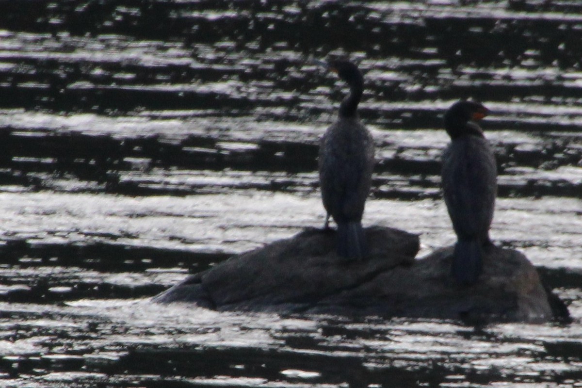 Double-crested Cormorant - ML474672011