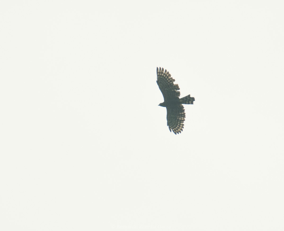 Black Hawk-Eagle - Bernardo Zorrilla Garza