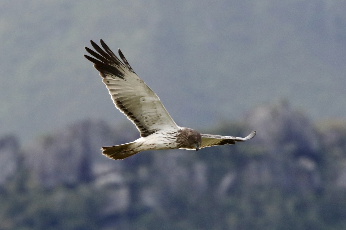 Papuan Harrier - ML474673161